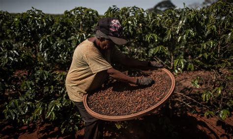  1893 レベルの革命: ブラジルのコーヒー産業を揺るがした革命的改革